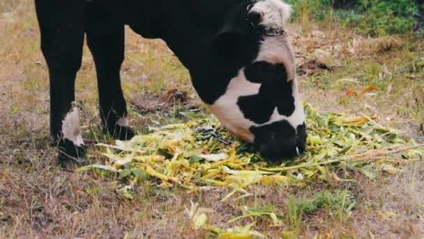 Fiatal fekete-fehér bika eszik a takarmány, hogy fekszik a földön. Bika a réten legelésző — Stock videók