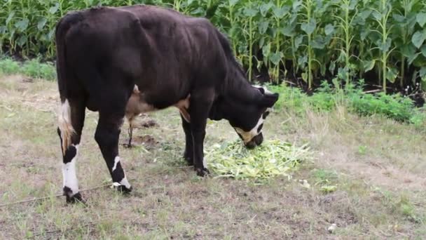 Jeune taureau noir et blanc mangeant de la nourriture verte fraîche sur le terrain 
