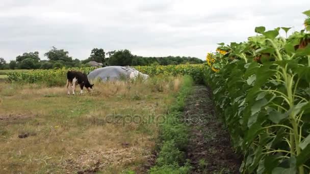 Jeune taureau ou vache broutée par une prairie pittoresque entourée de tournesols 