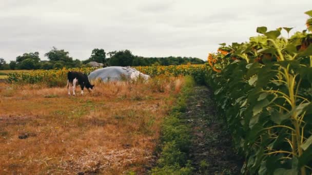 Junger schwarzer und weißer Bulle frisches grünes Futter auf der Weide — Stockvideo