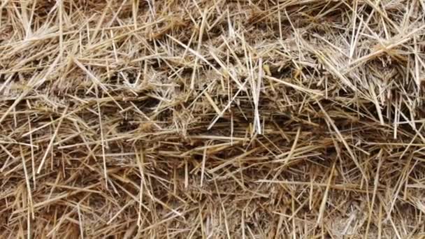 Form for farm animals for the winter.Large stack of hay or straw close up view — Stock Video