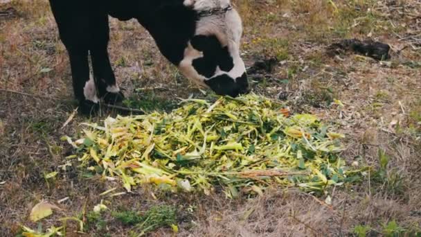 Junger schwarzer und weißer Bulle frisches grünes Futter auf der Weide — Stockvideo