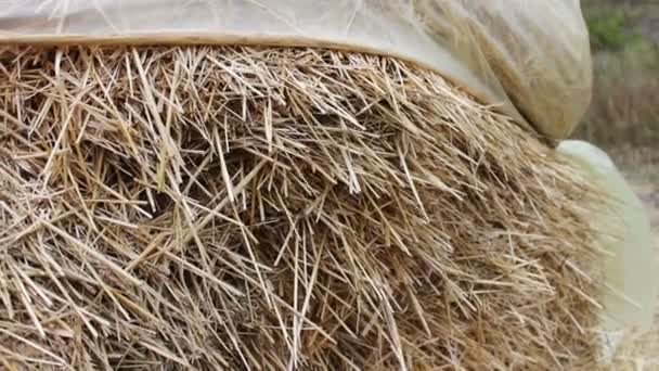 Большая стопка сена или соломы, покрытая полиэтиленовыми сушилками под открытым небом. Форма для сельскохозяйственных животных на зиму . — стоковое видео