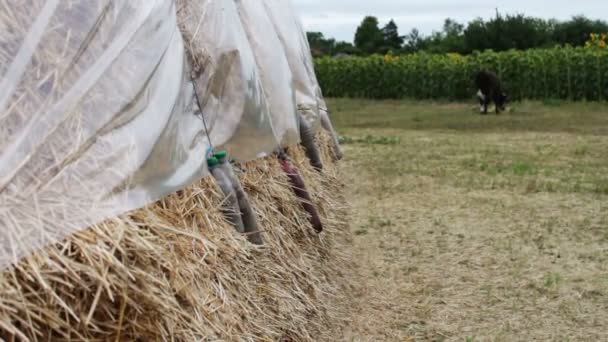 Grote stapel hooi of stro bedekt met polyethyleen droogt onder de blote hemel. Een formulier voor landbouwhuisdieren voor de winter. — Stockvideo