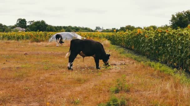 Jonge zwarte en witte stier verse groene eten op het veld. Grazende koe — Stockvideo