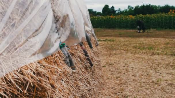 Formulier voor landbouwhuisdieren voor de winter. Grote stapel hooi of stro bedekt met polyethyleen droogt onder de blote hemel. — Stockvideo