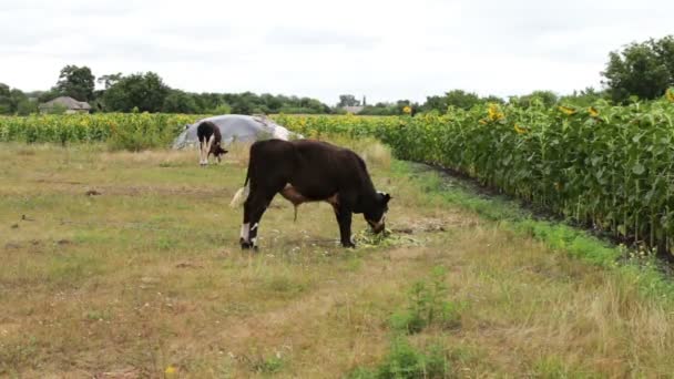 Jeune taureau noir et blanc mangeant de la nourriture verte fraîche sur le terrain 
