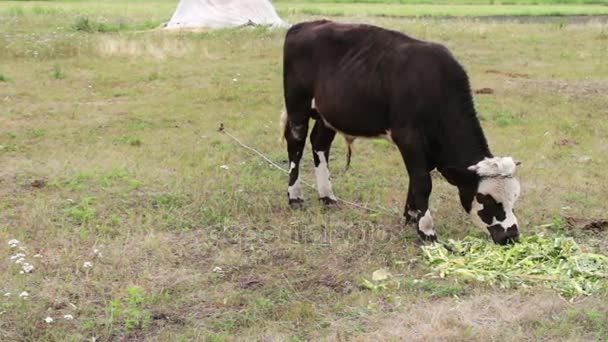 Pýchu. Mladý černobílý býk jíst čerstvé zelené potraviny na hřišti — Stock video
