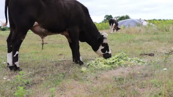 Toro blanco y negro joven comiendo comida verde fresca en el campo — Vídeos de Stock