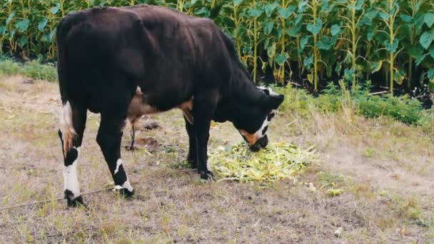 Young black-and-white bull eats a feed that lies on the ground.Bull pastzing in a meadow — стоковое видео