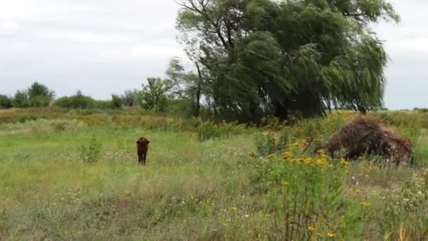 Giovane toro o una mucca è sfiorato da un pittoresco prato — Video Stock