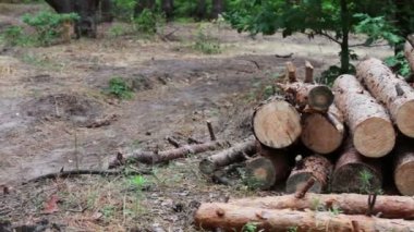 Ormansızlaşma sorunu. Ormandaki yere kesilen ağaçlardan büyük günlükleri yalan. Ağaçlar yere katlanmış. Yeni kesilen ağaç güdük