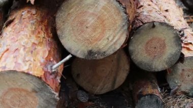 Ağaçlar yere katlanmış. Ormansızlaşma sorunu. Ormandaki yere kesilen ağaçlardan büyük günlükleri yalan. Yeni kesilen ağaç güdük