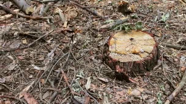 Vi um tronco de árvore na floresta. O tronco da árvore só foi cortado e deixou serragem ao redor — Vídeo de Stock