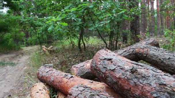 Vikta träd på marken. Stubbe från nyligen fällda träd. Enorma stockar från fällda träd ligger i skogen på marken. Problemet med avskogning. — Stockvideo