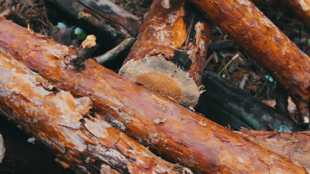 Stubbe från nyligen fällda träd på nära håll. Enorma stockar från fällda träd ligger i skogen på marken. Vikta träd på marken. Problemet med avskogning. — Stockvideo