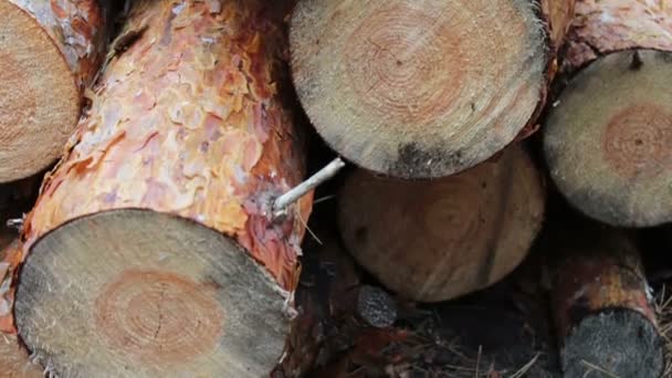 Les troncs des arbres nouvellement abattus se rapprochent.D'énormes billots des arbres abattus se trouvent dans la forêt sur le sol. Arbres pliés sur le sol. Le problème de la déforestation .