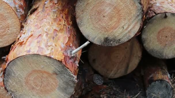 Stump from newly felled tree close up .Huge logs from felled trees lie in forest on ground. Складные деревья на земле. Проблема обезлесения . — стоковое видео