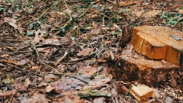 Свалилось дерево в лесу. Пень от недавно рухнувшего дерева. Проблема обезлесения — стоковое видео
