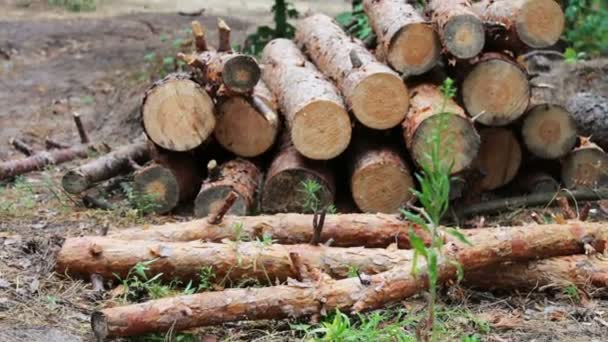 Problem wylesiania. Ogromny logi z drzewa ścięte leżą w lesie na ziemi. Składany drzew na ziemi. Kikut z nowo ścięte drzewo — Wideo stockowe