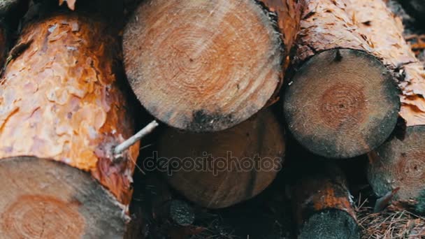 Κούτσουρο από πρόσφατα καταρριφθε ' ν δέντρο. Τεράστια αρχεία καταγραφής από υλοτομημένα δένδρα βρίσκονται στο δάσος στο έδαφος. Διπλωμένο δέντρα στο έδαφος. Το πρόβλημα της αποψίλωσης των δασών. — Αρχείο Βίντεο