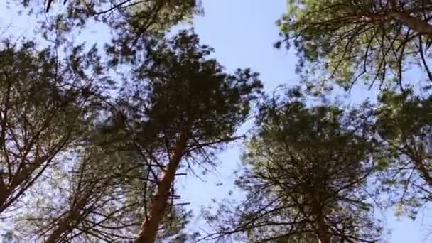 Kýval korunami stromů, Spodní pohled na vrchol, Vyhledávám na vlnící se pomalu borovice vrcholky stromů proti jasné modré oblohy v jehličnatých lesů. Nízký úhel pohledu — Stock video