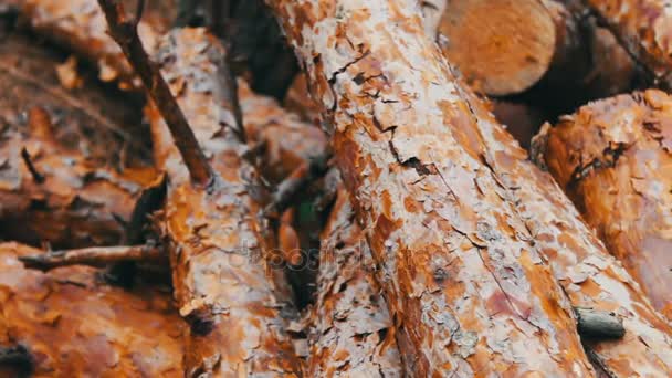 Pařez z nově pokácených stromů zblízka. Obrovské protokoly z pokácených stromů leží v lese na zem. Skládané stromy na zemi. Problém odlesňování. — Stock video