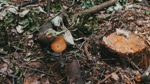 Gevelde boom in het bos. Stomp van een nieuw gevelde boom. Het probleem van de ontbossing — Stockvideo