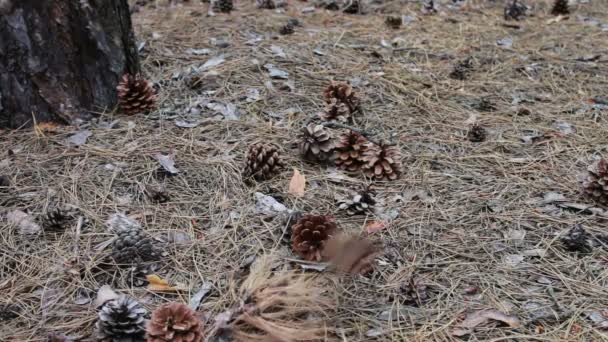 Coni di pino cadono a terra nella foresta — Video Stock