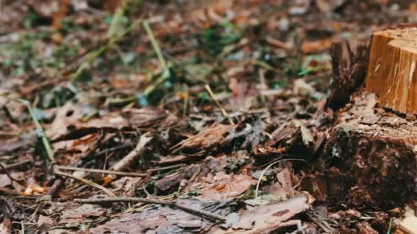 Un albero abbattuto nella foresta. Un ceppo di un albero appena abbattuto. Il problema della deforestazione — Video Stock