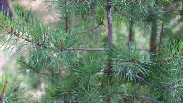 branches de pin avec des cônes oscillant dans le vent. Gros plan Jeunes branches vertes d'un pin ou d'un sapin agitant le vent dans la forêt le jour de l'été 