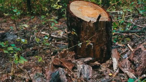 树桩从一棵新砍伐的树。森林中砍伐的树木。森林砍伐的问题 — 图库视频影像