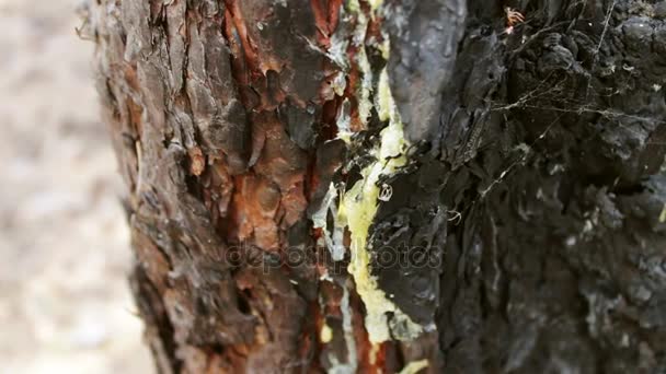 볼을 가까이 트렁크 불된 탄된 나무 숲에 불 손상 소나무. — 비디오