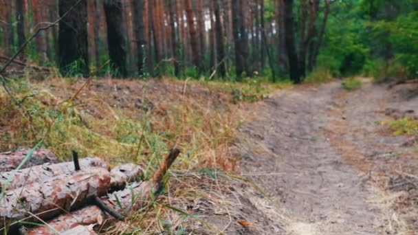 Gros troncs abattus dans la forêt sur le sol. Le problème de la déforestation.Des troncs d'arbres abattus dans la forêt — Video