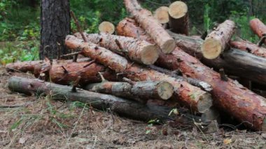 Ağaçlar yere katlanmış. Ormansızlaşma sorunu. Ormandaki yere kesilen ağaçlardan büyük günlükleri yalan. Yeni kesilen ağaç güdük