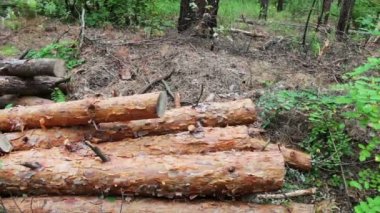 Ağaçlar yere katlanmış. Yeni kesilen ağaç güdük. Ormandaki yere kesilen ağaçlardan büyük günlükleri yalan. Ormansızlaşma sorunu.