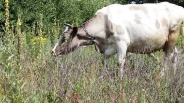 Beyaz büyük inek bir çayır çim yeme