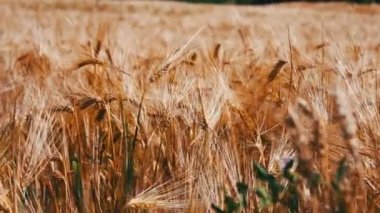 Olgun güzel spikelets buğday bir rüzgarda çırpınan