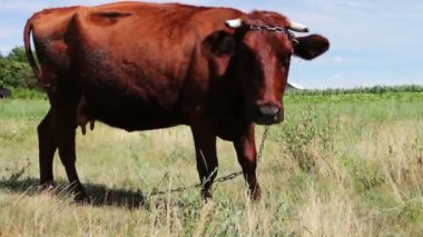 Kırmızı büyük inek çayır çim yeme. Tarım hayvan otlatma