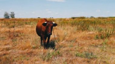 Kırmızı büyük inek çayır çim yeme. Tarım hayvan otlatma