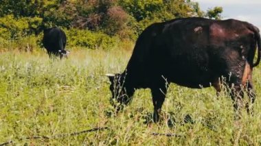 Siyah büyük inekler ot çayır üzerinde yemek. Tarım hayvan otlatma