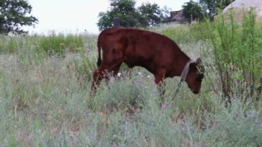 Kırmızı buzağı bir çayırda yaz gününde otlatma bir zincir bağlı