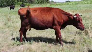 Kırmızı büyük inek çayır çim yeme. Tarım hayvan otlatma