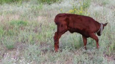 Çayırda otlatma genç komik buzağı