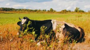 Siyah ve beyaz inek yerde yatıyor ve çim çiğniyor