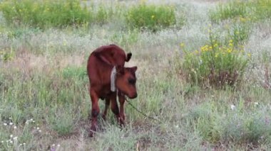Çayırda otlatma genç komik buzağı