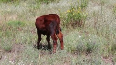 Çayırda otlatma genç komik buzağı