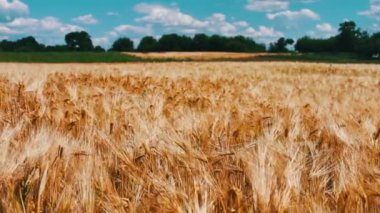 Saçılma Rüzgar spikelets. Spikelets buğday güzel doğal peyzaj Tarih alanıyla