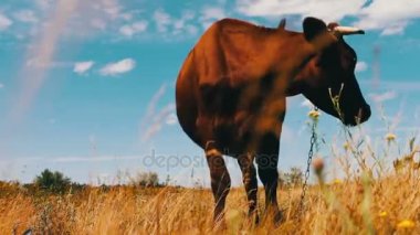 Kırmızı büyük inek çayır çim yeme. Tarım hayvan otlatma
