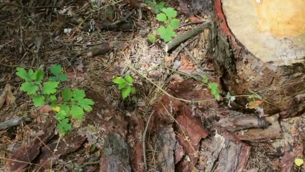 Vi um tronco de árvore na floresta. O tronco da árvore só foi cortado e deixou serragem ao redor — Vídeo de Stock